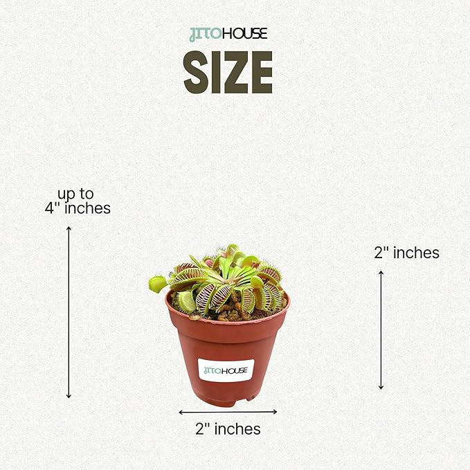 Venus Fly Trap Plant Pet Friendly Non-Toxic 2" Pot Live Carnivorous Plant for Indoor & Outdoor Use | Easy to Grow Bugs Catcher Trap Houseplant for Beginners | Live Plant in 2" Nursery Pot - JitoHouse