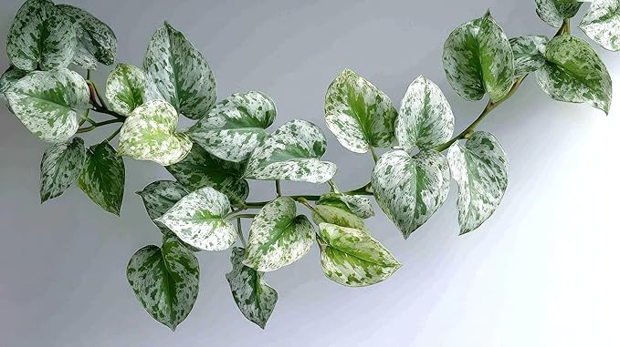 Silver Heart Pothos - 2 Inch Potted and Rooted - Great Indoor Plant - Air Purification - Easy Care