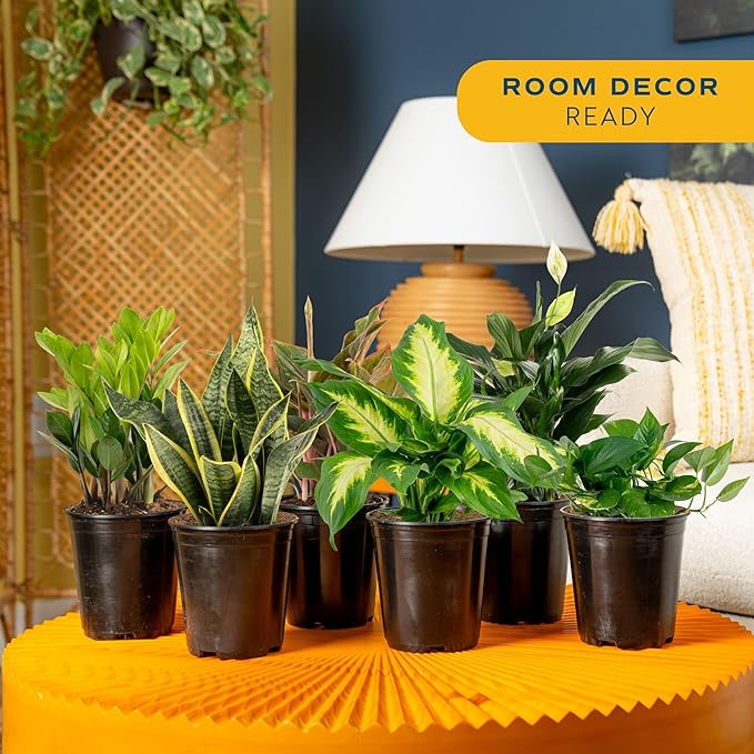 Costa Farms Live Indoor Plant Variety Pack in Plastic Pots, Easy to Maintain, Air Purifying Houseplants, Home, Room, or Office Decor, House Warming or Birthday Gift, 12-24 Inches Tall, Pack of 6