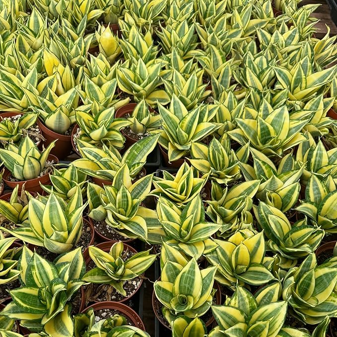 4" Live Snake Plants, Easy Care Houseplant for Home and Office Decor, Great Gift for Housewarming, Birthday, Thanksgiving