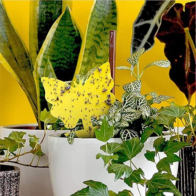 LFSYS 64 Pcs Sticky Traps for gnat, Yellow Sticky Fruit Fly Traps for Indoors Plants, Indoor Safe for Gnat, Fruit Fly, White Fly, Aphid, Leaf Miner