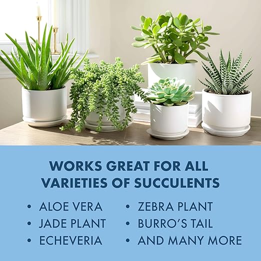 Succulent Plant Food – Liquid Fertilizer for Compact Growth, Vibrant Color & Stronger Root Development, 8 oz