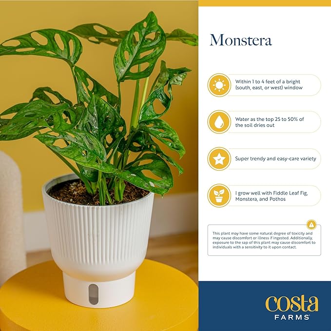 Costa Farms Monstera Lechleriana Albo Live Plant in Self Watering Pot, Air Purifying Indoor Houseplant, Home, Room, or Office Decor, House Warming or Birthday Gift, 12-14 Inches Tall