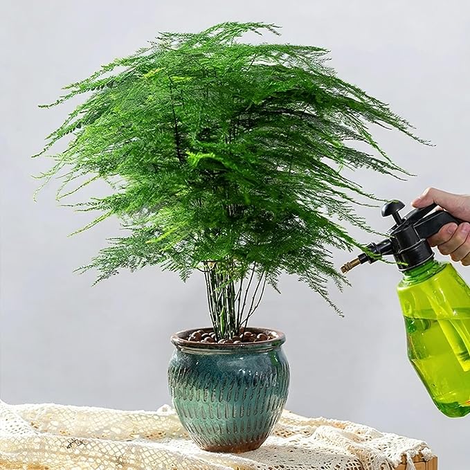 25+ Asparagus Plumosus Nanus Seeds for Planting, Heirloom Asparagus Fern Seeds, Dwarf Lace Fern Seeds, Delicate Foliage Houseplant, Air Purifying Indoor Plant, Perfect for Office Desk & Home Decor