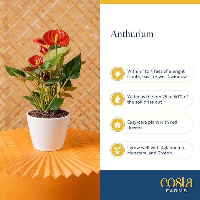 Costa Farms Live Anthurium Indoor Houseplant, Flamingo Flower with Heart-Shaped Red Blooms, 10-14 Inches Tall in Decorative Pot with Decoration, Air Purifier for Home or Office Decor, Gift for Her
