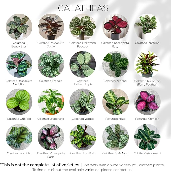 Calathea Collection (4 Pack) Live Plants – Stunning Foliage Prayer Plants Like Orbifolia, Rose Painted, White Star & Dottie – Easy Indoor Tropical Plants – Pet Friendly – Natural Air Purifiers