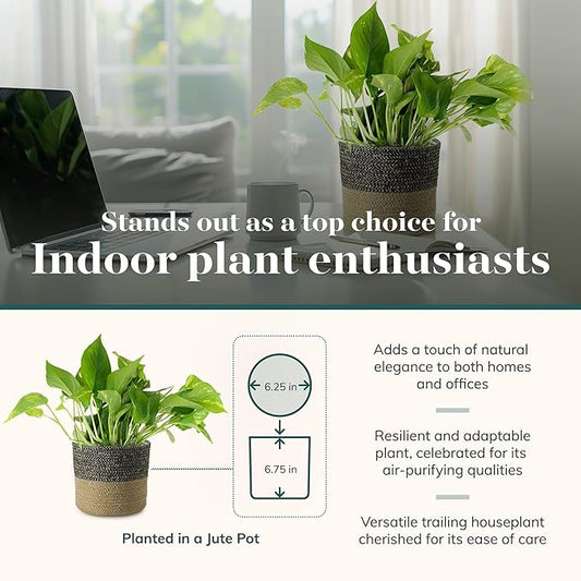 Shop Succulents Pothos Plant in Jute Pot, Freshly Potted, Live Indoor Plant, Easy Care Houseplant, Air Purifying Plant, Housewarming, Home Décor