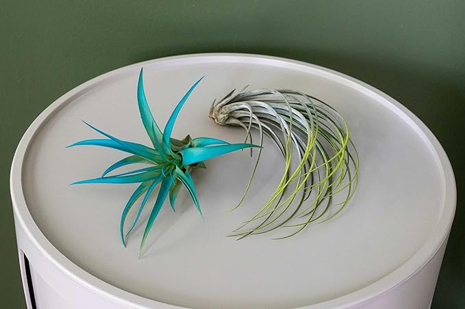 Fuchsia Colorful Tillandsia Air Plants - Long Lasting Color Enhanced Live Tillandsia Succulent House Plants - Home and Garden Decor - Easy Care Indoor/Outdoor Plants (Argentea Thin, Single)