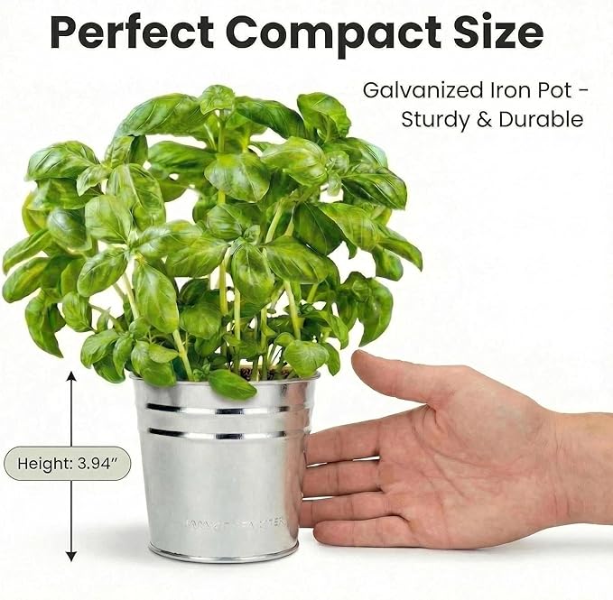 Basil Grow Kit – All-in-One Indoor Herb Garden with Tin Planter, Seeds & Soil, Easy to Grow for Kitchen, Kids, Home, Office, Gift