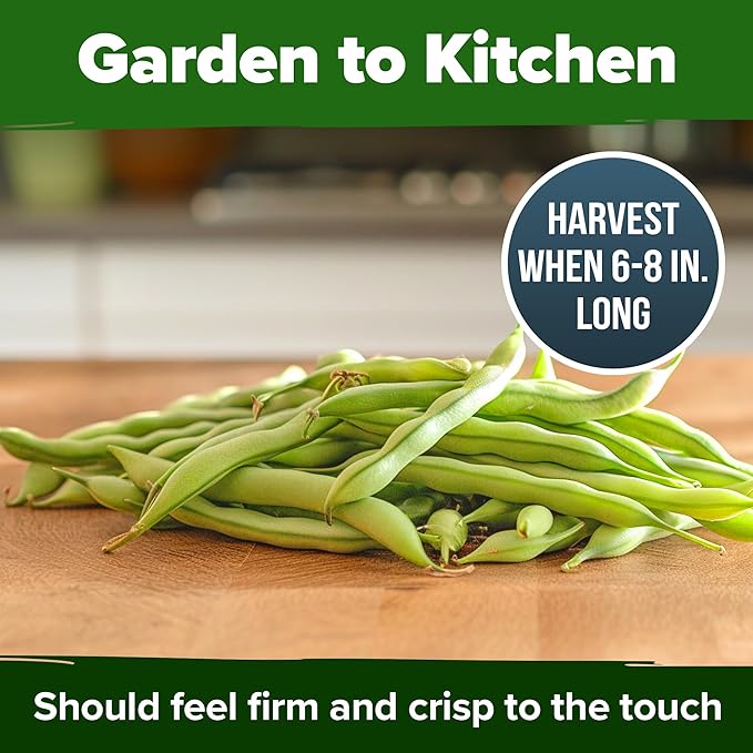 HOME GROWN Contender Bush Bean Seeds 28+ Heirloom Non-GMO, High Germination, Stringless Green Beans for Planting, Early Harvest, Emergency Food Supply, Fresh Eating & Canning (Phaseolus vulgaris)