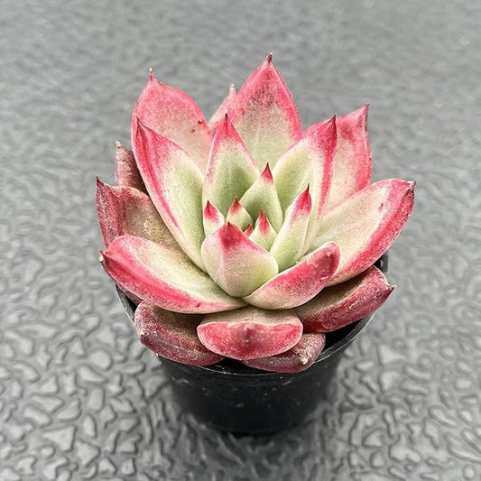 Sprout N Green Echeveria Japanese Pink Cherry, Live Rare Succulent Potted 2" Planter, Real House Plant for Party Favors Home Indoor Outdoor Garden Wedding Decoration DIY Projects