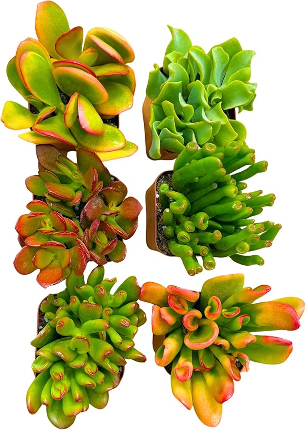Succulents Plants Live Jade Plant 2" 3-Pack Mystery Collection, Live Jade Plant Starter Collection, Live Succulent Plants in Grower Pots with Succulent Soil Mix by The Succulent Cult