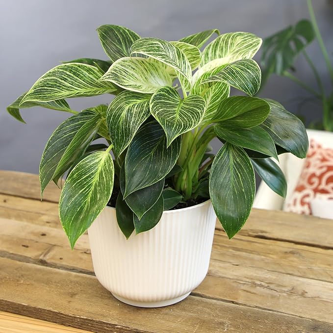 Altman Plants Variegated Philodendron Birkin in 6 Inch White Plastic Planter, Easy Plant Gift & Desk Plant, Real Air Purifying Plants, Philodendron Plant Live Indoor Plants in Indoor Potting Soil Mix