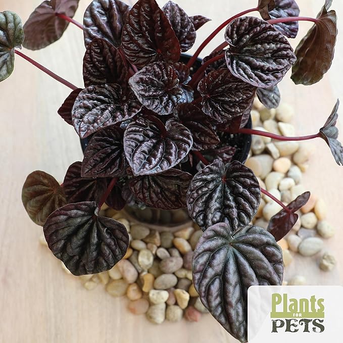 Essential Houseplant Collection (4PK) Live Plants Indoor Plants Live Houseplants in Plant Pots, Easy House Plants Indoors Live, Snake Plant, Pothos in Potting Soil, Clean Air Plants by Plants for Pets