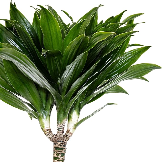 Dracaena Janet Craig Compacta Live Plant by United Nursery, 38–42 inches Tall in 10 inch Plant Pot, Indoor Outdoor House Plant, Easy Care Large Floor Plant for Office, Patio and Home Decor