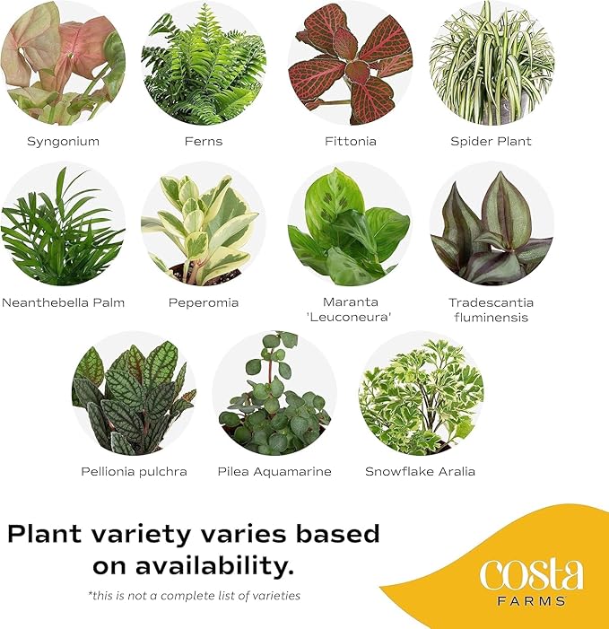Costa Farms Live Mini Indoor Plants in Plastic Pots, Easy to Maintain, Air Purifying Houseplants, Home, Room, or Office Decor, House Warming or Birthday Gift, 4-6 Inches Tall, Pack of 6