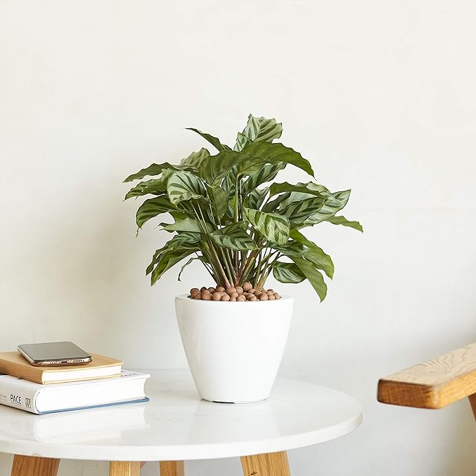 Smart Self-Watering Planter Pot for Indoor and Outdoor 5.5" Round Cone Suitable for All Plants, Herb, Succulents, Flowers (Round, White)