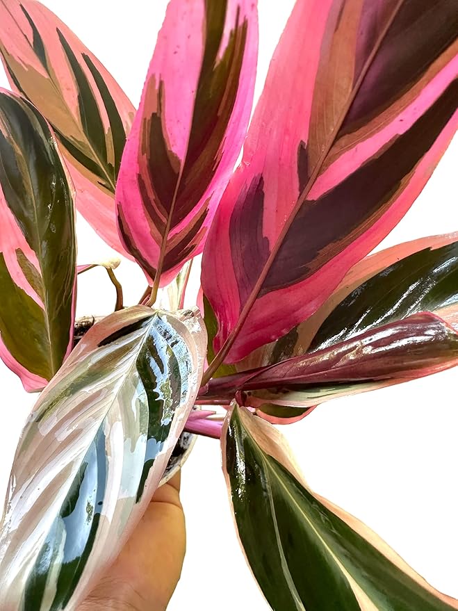 Live Plants Stromanthe Triostar, Tricolor Prayer Plant, 12-16" Tall, houseplant, Gorgeous Live Indoor Live Plant, Easy to Care, Rare Plant, 4 inch Pot