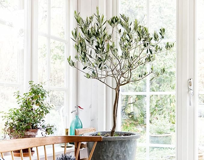 Gardenera Olive Tree Premium Potting Mix - Create a Mediterranean Paradise in Your Backyard - 4 Quart