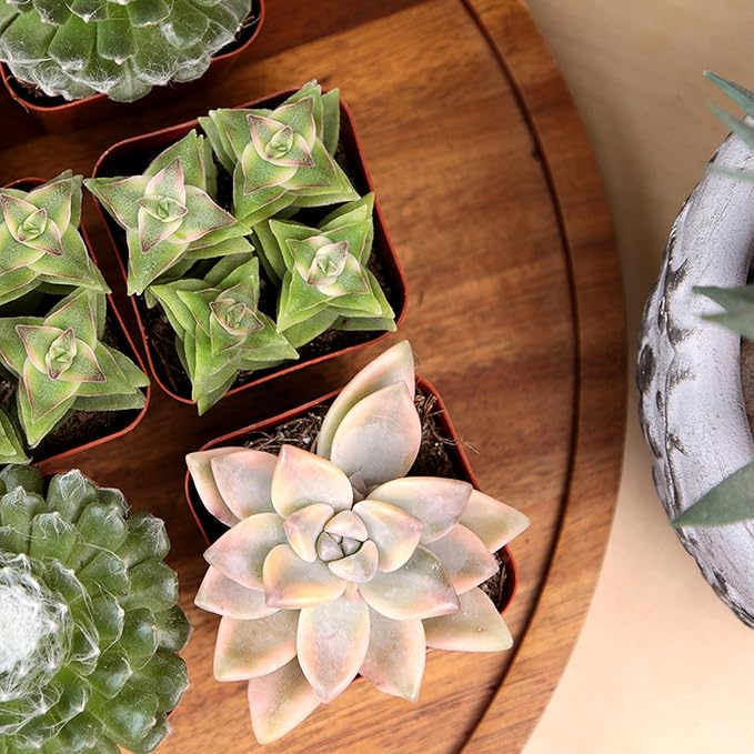 Succulents Plants Live (20PK) Potted Succulent Plants Live House Plants, Cactus Plants Live Plants Indoor Plants Live Houseplants, Indoor Plant Succulents Live Plant House Plant by Plants for Pets