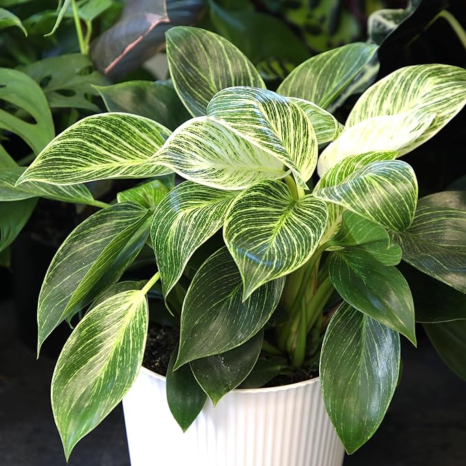 Altman Plants Variegated Philodendron Birkin in 6 Inch White Plastic Planter, Easy Plant Gift & Desk Plant, Real Air Purifying Plants, Philodendron Plant Live Indoor Plants in Indoor Potting Soil Mix