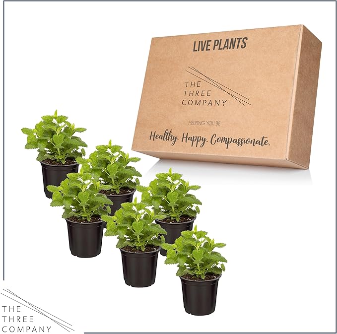 Live Aromatic and Edible Herb - Lemon Balm (6 Per Pack), Naturally Reduces Stress and Improves Air Quality, 8" Tall by 4" Wide