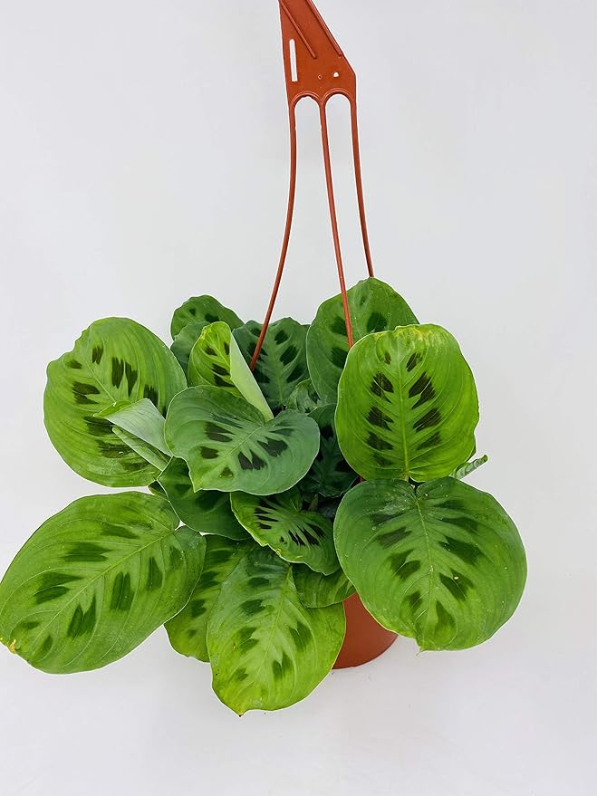 Jmbamboo-Green Prayer Plant - Maranta - Easy to Grow - 6" Hanging Basket