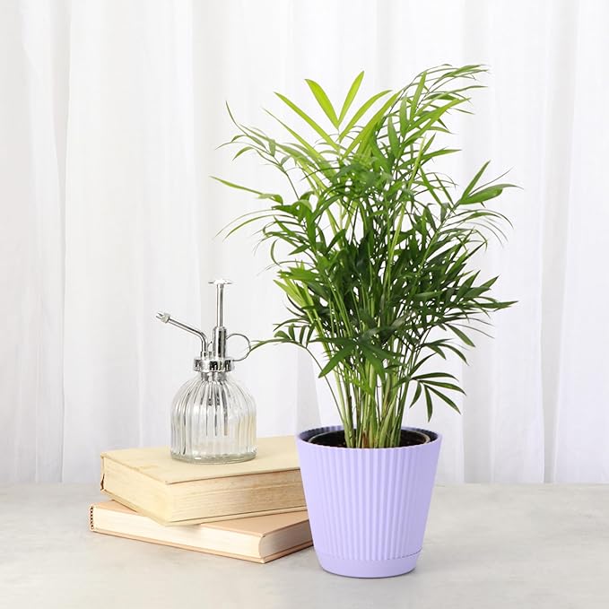 Thorsen's Greenhouse Parlor Palm Plant, Live Indoor Plant, Neanthe Bella Palm, Natural Air Purifier, Easy to Grow, Pet Safe Plant, 4-inch Diameter Pot (Lavender)