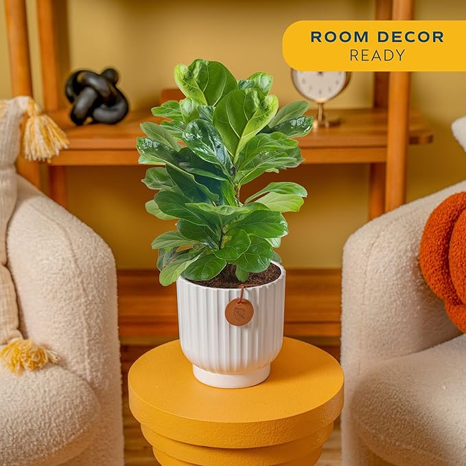 Costa Farms Fiddle Leaf Fig Tree Live Plant, Little Ficus Indoor Plant in Modern Decor Planter, Houseplant Potted in Potting Soil, Birthday, Housewarming, Home Decor, 1-Foot Tall