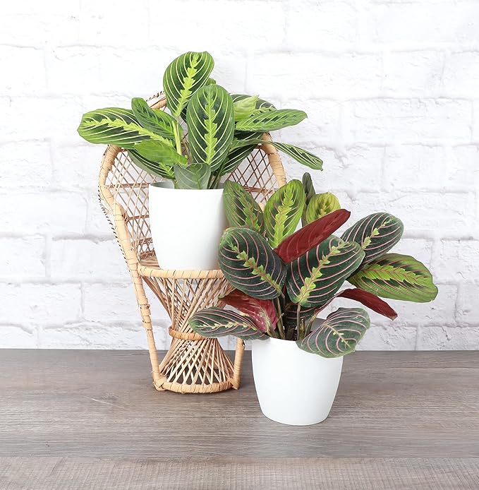 Thorsen's Greenhouse Prayer Plants Set of 2, Maranta leuconeura, Pet Safe Plants, Low Light Plants, Live Indoor Plants, 4" Diameter Plants, Classic Pots (White)