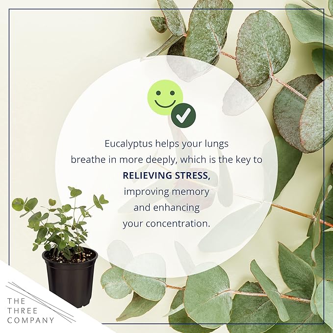 Live Aromatic and Healthy Herb - Eucalyptus (6 Per Pack), Assorted Varieties - Natural Air Purifier, 8" Tall by 3" Wide in 1 Pint Pot