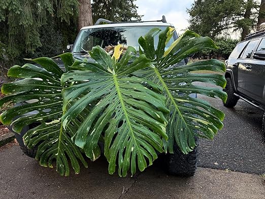 Root Rescuer - Root Rot Repair & Preventative – Brown Spots - Overwatering - Bacillus Inoculant – Soil or Water - Ideal for Monstera, Philodendron, Anthurium, Fiddle Leaf, Houseplants