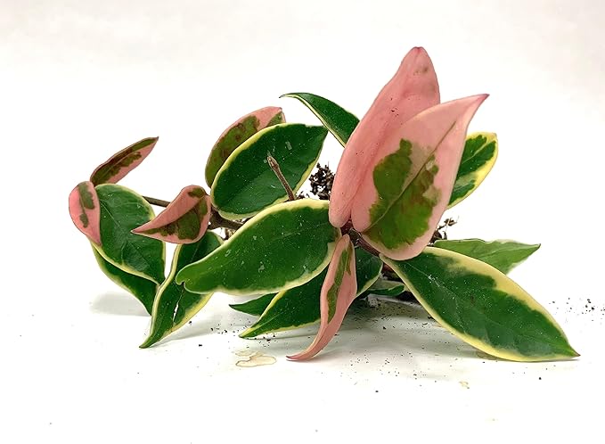Tricolor Hoya Krimson Queen, Hoya Carnosa Variegata, Live Tricolor Hoya Plant (2' Pot)