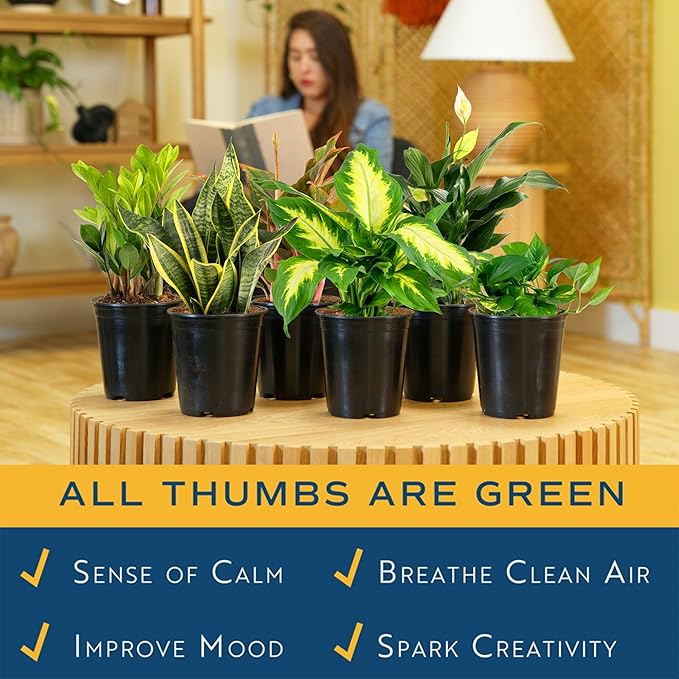 Costa Farms Live Indoor Plant Variety Pack in Plastic Pots, Easy to Maintain, Air Purifying Houseplants, Home, Room, or Office Decor, House Warming or Birthday Gift, 12-24 Inches Tall, Pack of 6