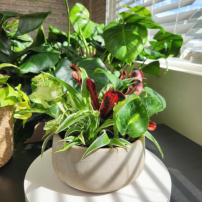 Easy to Grow Houseplants (Pack of 6), Live House Plants in Containers, Growers Choice Plant Set in Planters with Potting Soil Mix, Home Décor Planting Kit or Outdoor Garden Gifts by Plants for Pets