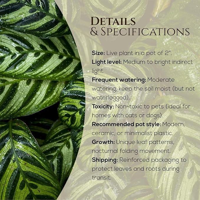 Calathea Collection (4 Pack) Live Plants – Stunning Foliage Prayer Plants Like Orbifolia, Rose Painted, White Star & Dottie – Easy Indoor Tropical Plants – Pet Friendly – Natural Air Purifiers