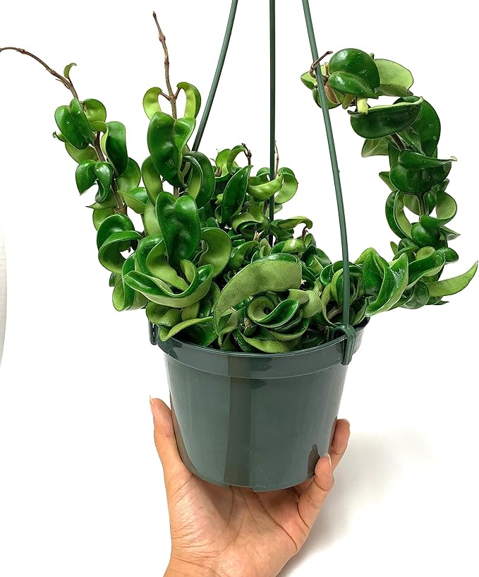 6" Hoya Compacta aka Hoya Hindu Rope in Hanging Pot Live Hoya Plant Air-Purifying Plant(Hoya Compacta, 6" Hanging Pot with Multiple Plants, Very Short Right Now)