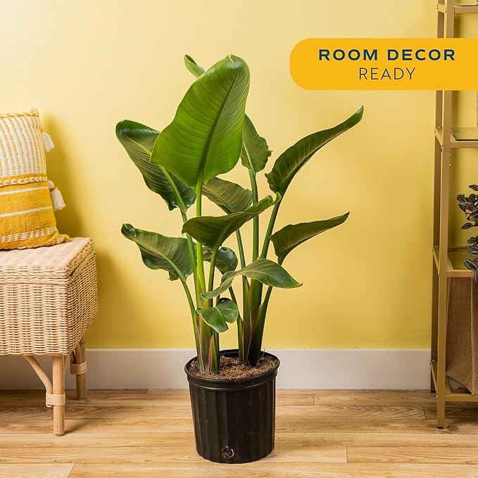 Costa Farms Live White Bird of Paradise Plant, Large 2-3 Foot Tall Indoor Tropical Tree, Strelitzia nicolai, Natural Air Purifying Houseplant, Easy Care Live Room Decor for Home or Office