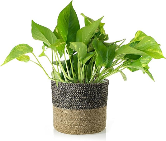 Shop Succulents Pothos Plant in Jute Pot, Freshly Potted, Live Indoor Plant, Easy Care Houseplant, Air Purifying Plant, Housewarming, Home Décor