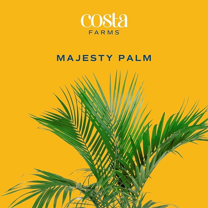Costa Farms Majesty Palm Live Plant, Large Tropical Floor Plant, 3-4 Feet Tall, Pet-Friendly Indoor Houseplant, Easy Care, Air Purifying, Living Room or Office Decor, Housewarming Gift