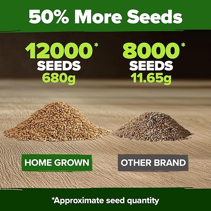 HOME GROWN Hard Red Winter Wheatgrass Seeds 12,000+ Bulk 1.5 lb Heirloom Non-GMO, Sprouting for Juicing, Healthy Smoothies, Pet Cat Grass, Microgreens, Indoor Garden (Triticum aestivum)