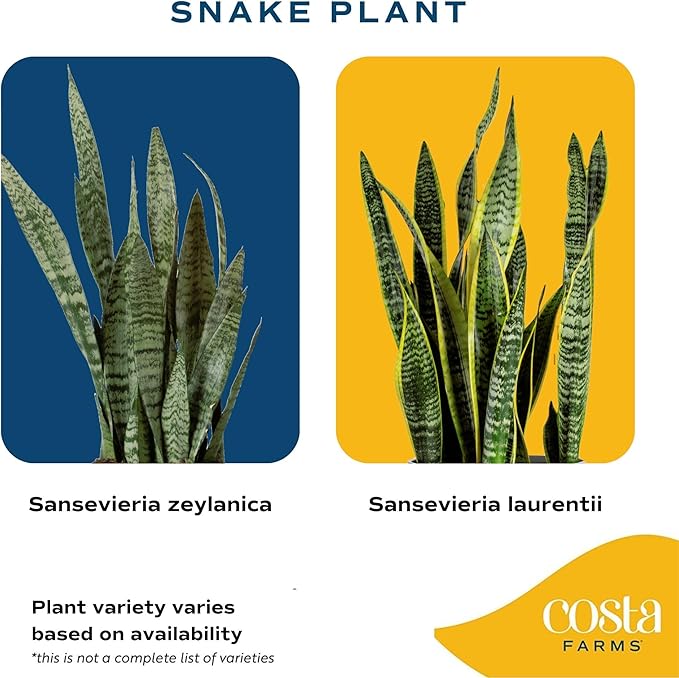 Costa Farms Snake Plants, Live Plants in Plastic Pots, Easy to Maintain, Air Purifying Indoor Succulent Houseplants, Assorted Variety, Home or Office Decor, 8-12 Inches Tall, Pack of 2