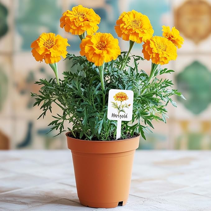 Whaline 24Pcs Acrylic Flower Plant Label Signs 24 Styles Garden Flower Markers Plant Stake Tags White Waterproof Tags with Floral Names for Nursery Indoor Outdoor Garden Decoration
