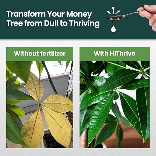 16oz Money Tree Plant Indoor Fertilizer - Makes 96 Gallons of Money Tree Fertilizer - Nutrient-Rich Plant Food with Macro & Micronutrients for Glossy Leaves, Strong Roots, and Lush, Tropical Growth