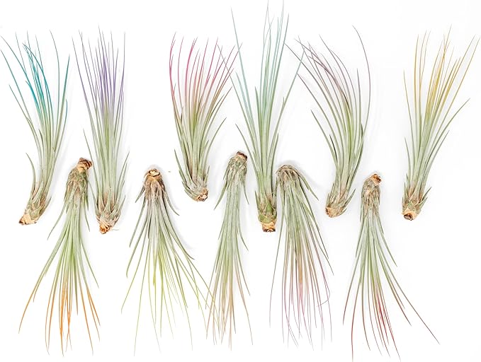 Fuchsia Colorful Tillandsia Air Plants - Long Lasting Color Enhanced Live Tillandsia Succulent House Plants - Home and Garden Decor - Easy Care Indoor/Outdoor Plants (Juncea, Single)
