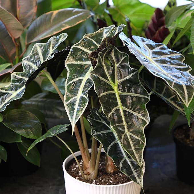Altman Plants 'Polly' Alocasia Live Plant Decor in 6 Inch White Plastic Plant Pot, Elephant Ear Plant Gift & Desk Plant, Easy Plant & Indoor Plant, Air Purifying Plants in Indoor Potting Soil Mix