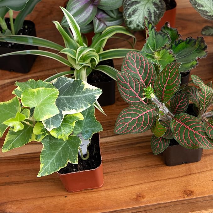 Altman Plants Live Houseplants (6PK), Indoor Plants for Delivery Prime, Live Plants and Gardening Gifts for Plant Lovers, Planters for Indoor Plants with Potting Soil, Live House Plants Indoors Live