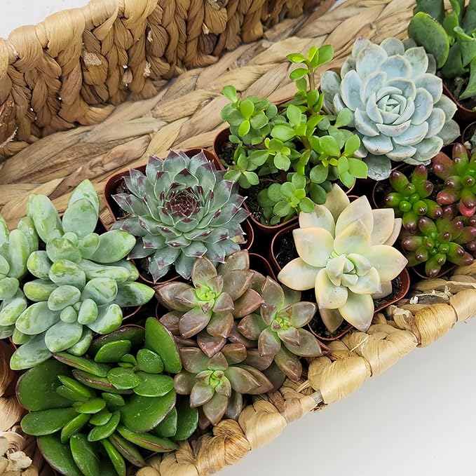 Succulents Plants Live (12PK) Potted Succulent Plants Live House Plants, Cactus Plants Live Plants Indoor Plants Live Houseplants, Indoor Plant Succulents Live Plant House Plant by Plants for Pets