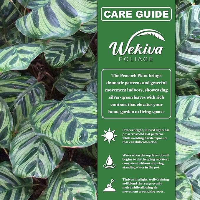 Calathea Makoyana Peacock Plant - Live Plant in a 4 Inch Pot - Exotic Low Light Tropical Houseplant with Patterned Green and Purple Leaves – Pet Safe, Air Purifying Foliage for Home or Office