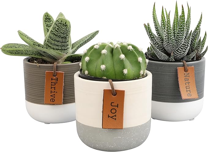 LoLite Cactus & Live Succulent Plants Set (3 Pack), Low Light Houseplants, Easy Plant Gift, Approx. 4-6 in. Tall, Mixed Haworthia, Gasteria & Cacti Varieties, Stylish 2-Tone Ceramic Pots Included